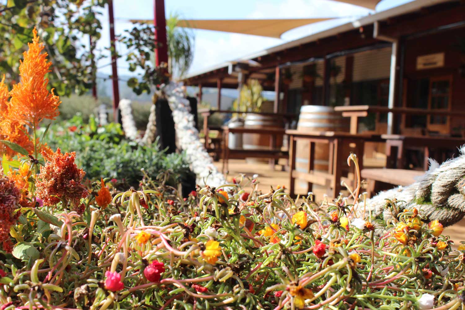 Feral Brewing - DVine Tours