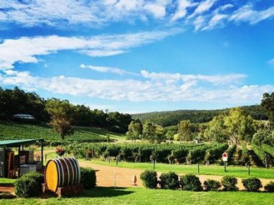 d'vine wine tours swan valley